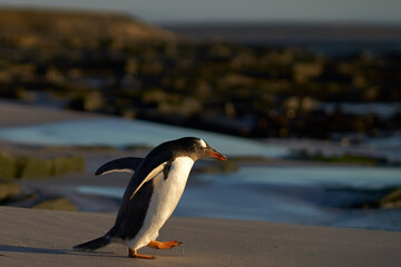 Gentoo Penguins (Pygoscelis papua) heading to sea early in the morning from a sandy beach on...