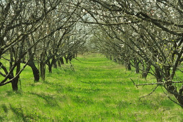 apricot orchard in spring