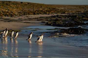 Gentoo Penguins (Pygoscelis papua) heading to sea early in the morning from a sandy beach on...