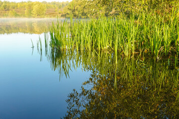 Lake with a smooth surface and reeds reflected in the water
