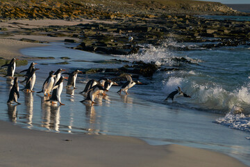 Gentoo Penguins (Pygoscelis papua) heading to sea early in the morning from a sandy beach on...