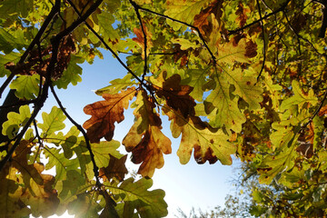 Beautiful autumn background. Colorful autumn oak leaves.