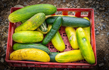 Cucumbers
