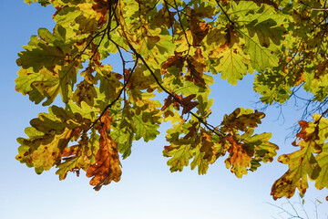 Beautiful autumn background. Colorful autumn oak leaves.