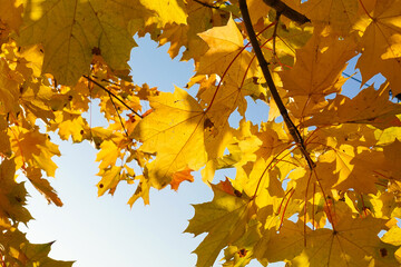 Fall yellow maple leaves in the blue sky