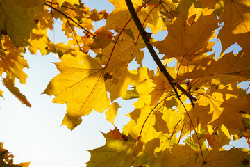 Fall yellow maple leaves in the blue sky