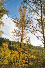 Leuchtendes Herbstlaub