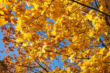 Fall yellow maple leaves in the blue sky