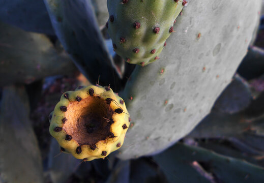OPUNTIA MAXIMA PLANT YELLOW FRUIT 
