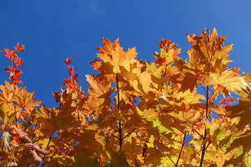 Fall yellow maple leaves in the blue sky