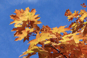 Fall yellow maple leaves in the blue sky