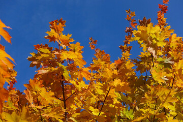 Fall yellow maple leaves in the blue sky