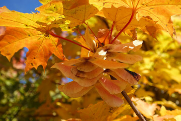 Fall yellow maple leaves in the blue sky