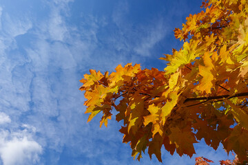 Fall yellow maple leaves in the blue sky