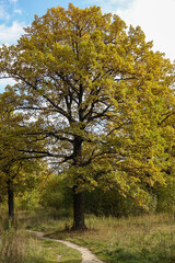 Fototapeta premium Big beautiful oak in a clearing in the forest
