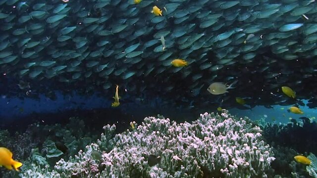School of whites and silvery in underwater ocean of Philippine. Group fish of one species and underwater wildlife in marine life world of Philippine Sea. Relaxing video about sea and ocean life.