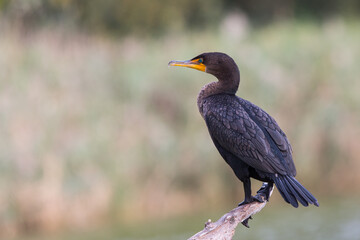 Double-crested Cormorant, Phalacrocorax auritus