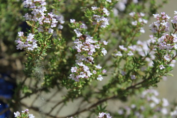 Insekt an Thymianblüte
