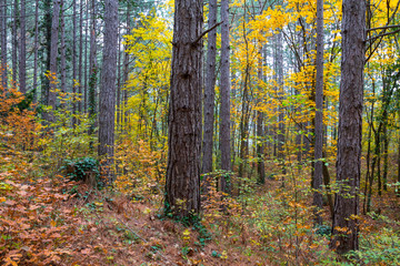 beautiful autumn forest on a mount slope