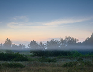 forest glade in a mist, early morning summer scene