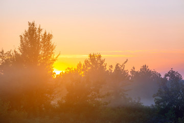 misty summer forest glade at the sunrise, outdoor background