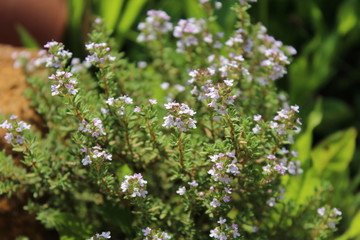 Thymianblüten