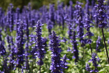 Obraz premium Lavanda