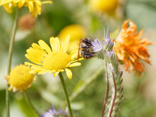 Common carder bee (Bombus pascuorum) collecting the nectar on lacy phacelia flower 