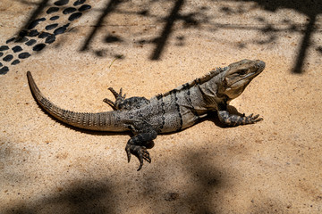 Close-up portrait of a resting Iguana in Mexico.