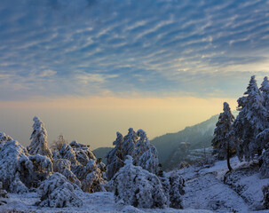 mount slope with pine forest in a snow at the sunset