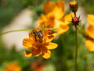 Bombus pascuorum or brown-and-orange common carder bee collecting the nectar on yellow orange cosmos flower
