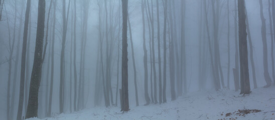 autumn beech forest in a mist, quiet misty background