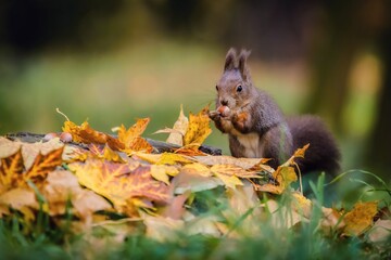 Hungry Eurasian red squirrel sitting on a tree stump covered with colorful leaves holding hazelnut in its paws. Autumn day in a deep forest. Blurry yellow, green and brown background.