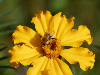 Common carder bee (Bombus pascuorum) collecting the nectar on yellow marigold flower