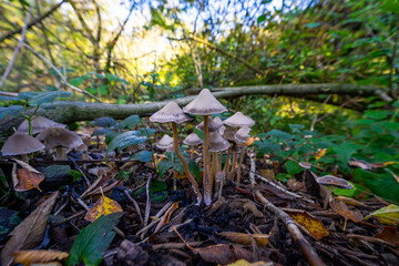 Inedible mushroom Psathyrella conopilus close-up.