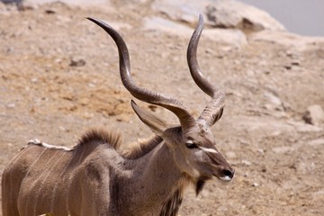Naklejka na ściany i meble Male kudu in Namibia