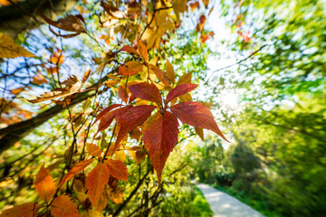 Branches and autumn leaves. Close-up.