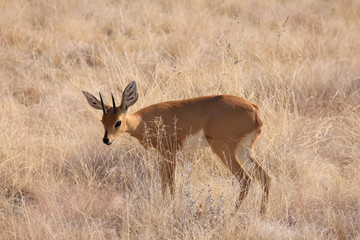 Steenbok in Namibia