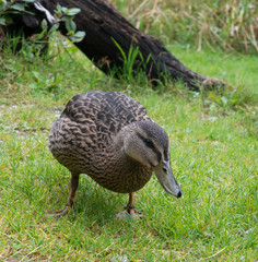 Closeup Of A Mallard Duck on grass