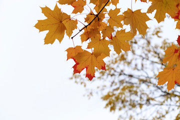 Yellow fall maple leaves against the sky. Indian summer or Autumn mood scene. Tilt-shift effect. Selective focus photography. Blurred seasonal nature background with copy space for text.