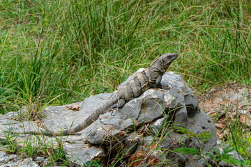 Close-up portrait of a resting Iguana in Mexico.