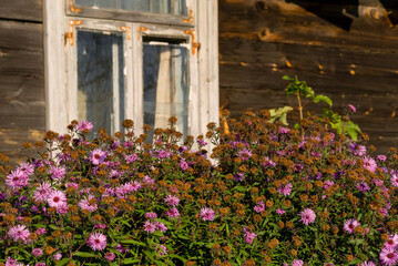 Krajobraz wiejski Podlasia, architektura drewniana, Sokołda, Podlasie, Polska © podlaski49