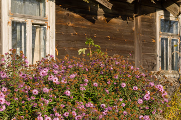 Krajobraz wiejski Podlasia, architektura drewniana, Sokołda, Podlasie, Polska © podlaski49