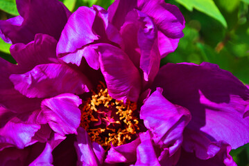 Beautiful bright purple peony flower petals close up macro texture detail with yellow pestle, blurry natural organic  background