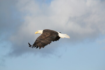 Eagle in Flight