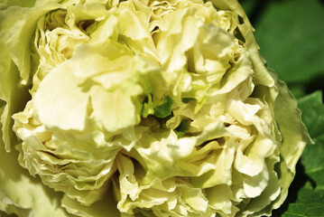 Soft yellow-green terry peony flower, blurry petals close up detail, soft green blurry leaves background