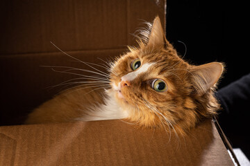 An orange cat poses in a cardboard box