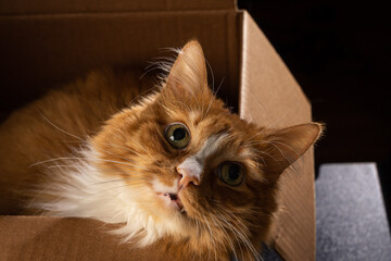 An orange cat in his empty box