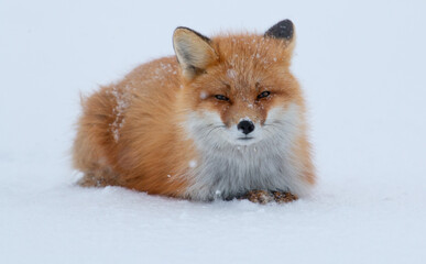 Red Fox in Alaska