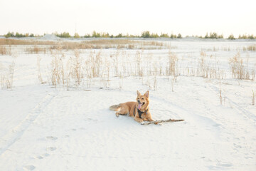 A dog lying on the beach with a stick in sunset